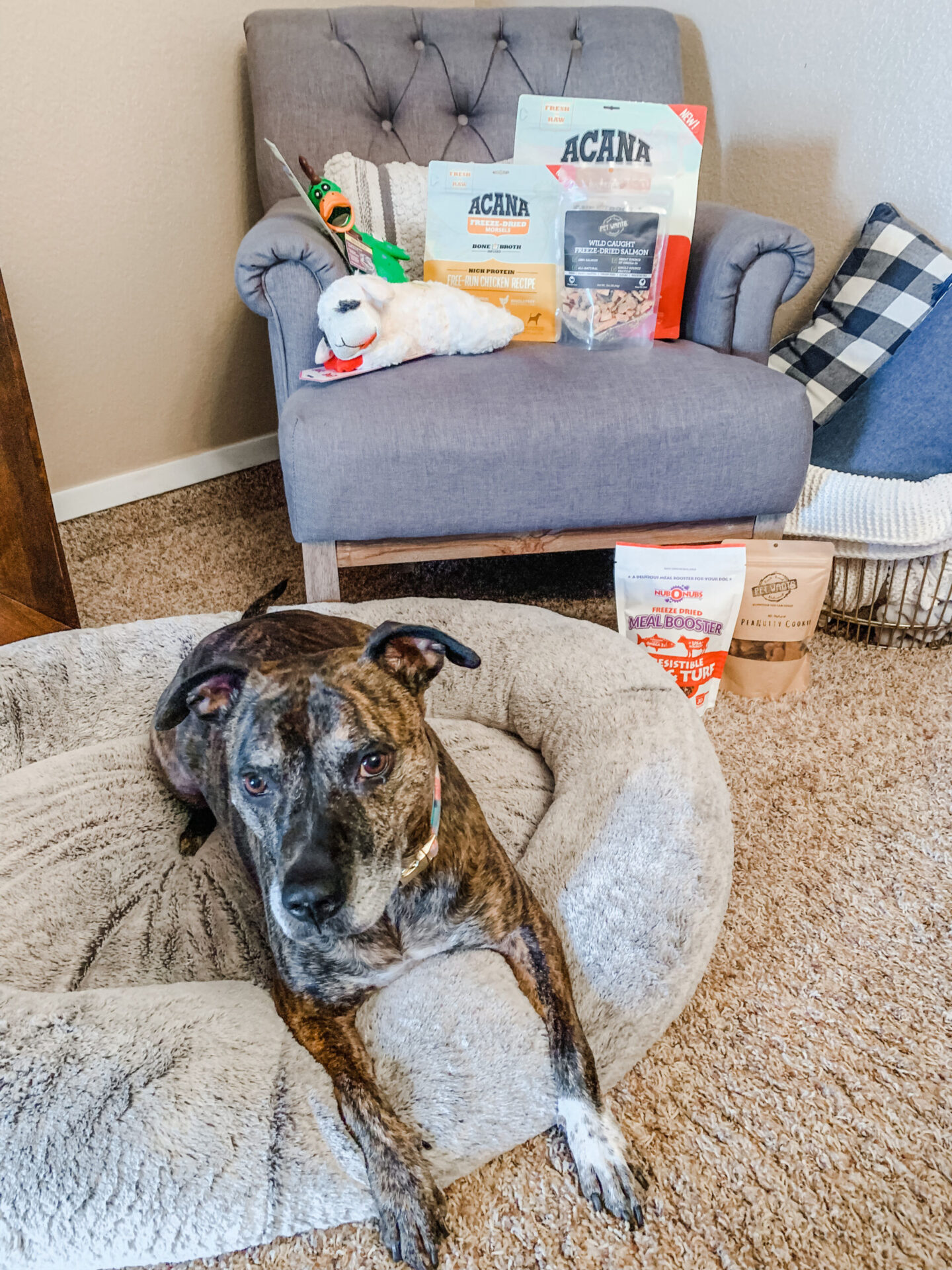How To Spoil Your Pet After a Baby // Dog Must Haves // Puppy Must Haves // New Dog Essentials // Pet Essentials | Beauty With Lily #ad #PupMustHavesBBxx 